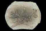 Neuropteris Fern Fossil (Pos/Neg) - Mazon Creek #104786-1